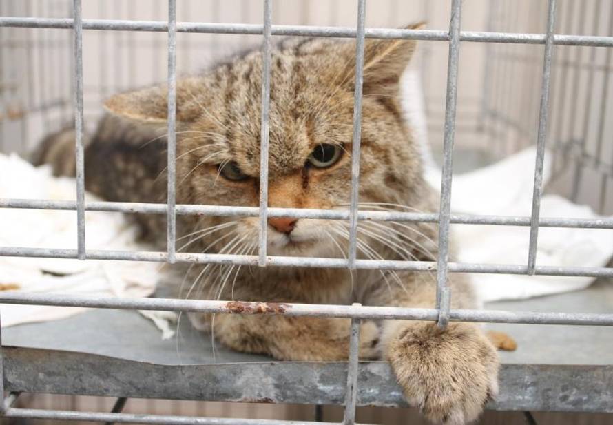 Kristina Stedul Fabac/PIXSELL