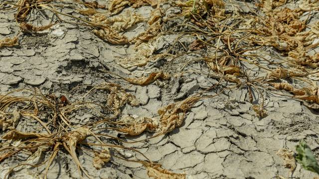 Velike suše izazvale su velike gubitke na usjevima u Kopačkom ritu