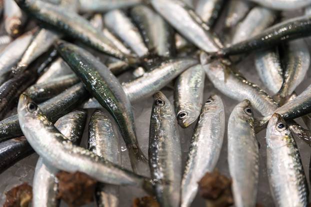 Of the market sea fish