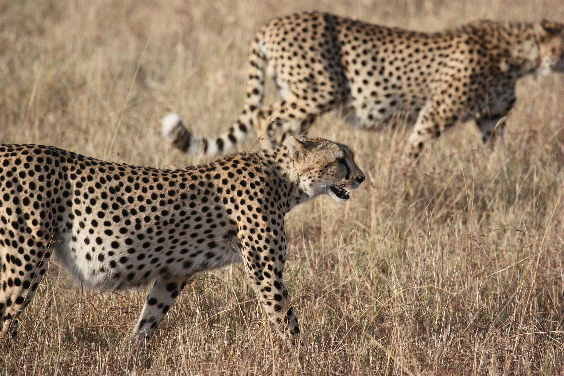 Gepardima prijeti izumiranje: U divljini ih je ostalo samo 7100