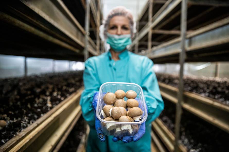 Izgradio je dva plastenika, a danas proizvodi 35 tona gljiva