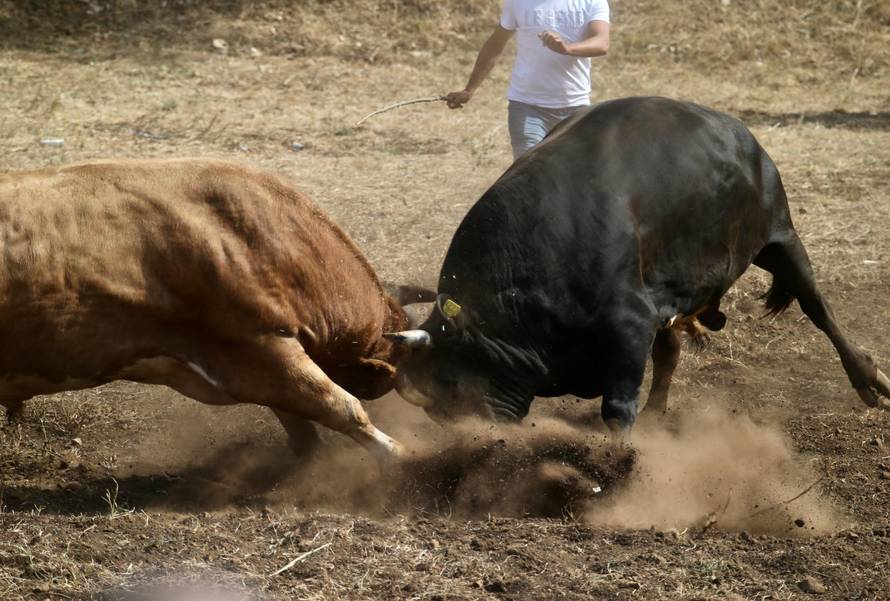 Bikijada u Šestanovcu: 'Nije ovo maltretiranje životinja, to su priče za  djecu, njima je odlično'
