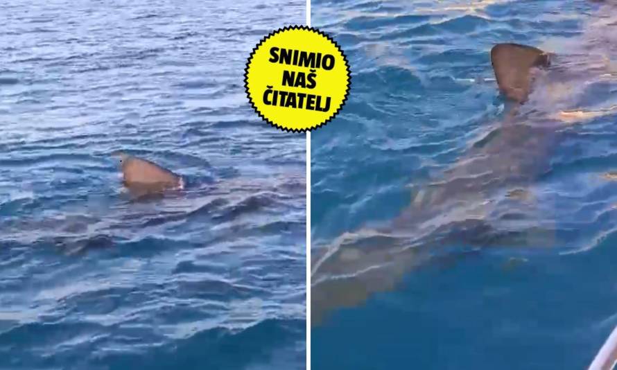 OČI U OČI S NEMANI 'Kraj broda nam je izronila kitopsina od 8 metara, svi smo ostali u šoku!'