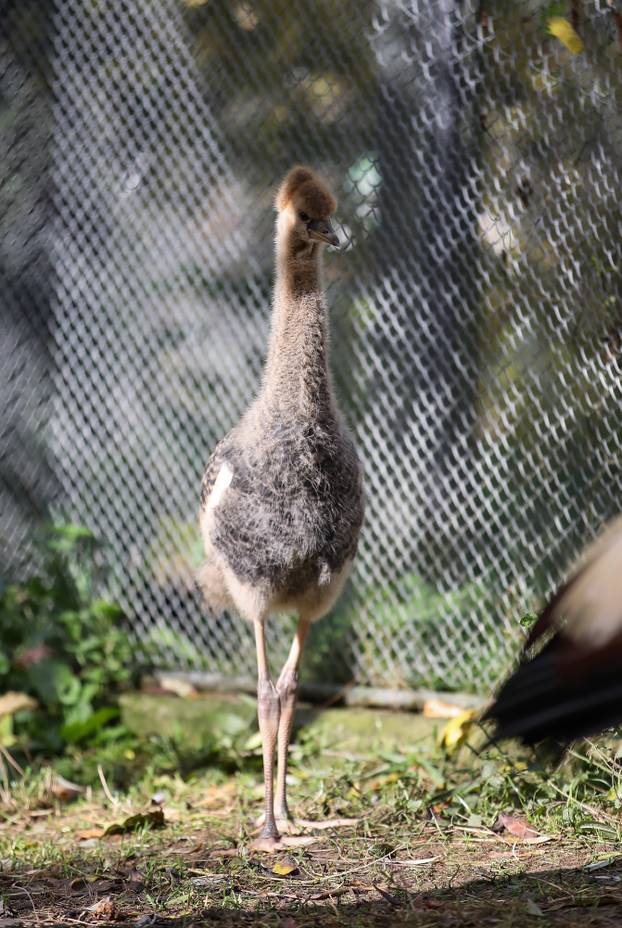 Zagrebački krunati ždralovi predstavljeni javnosti 