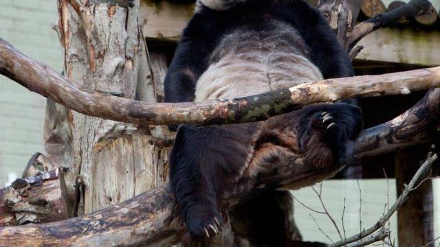 Zaljubljene pande ne mogu imati mlade, mužjak operiran