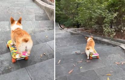 VIDEO Mali pas vozi skateboard po stepenicama, a ljudi su oduševljeni: 'Kakav talent!'