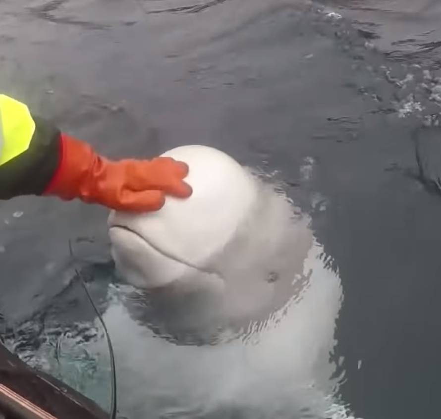 Spašavanje vojnika Willya: Ovo je ruski špijun, tvrde Norvežani