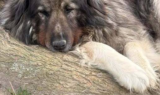 Tiha heroina imena Mar&dstrok; sada tra&zcaron;i svoj zauvijek dom