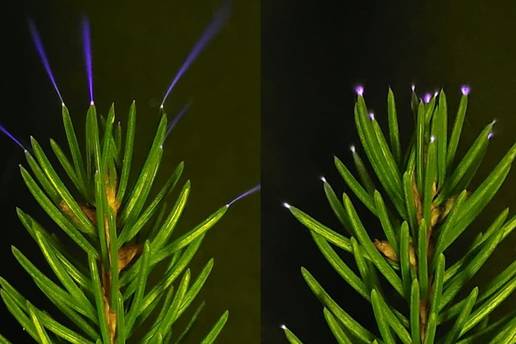 Znanstvenici prvi put snimili sablasno svjetlo koje drve&cacute;e emitira tijekom oluje