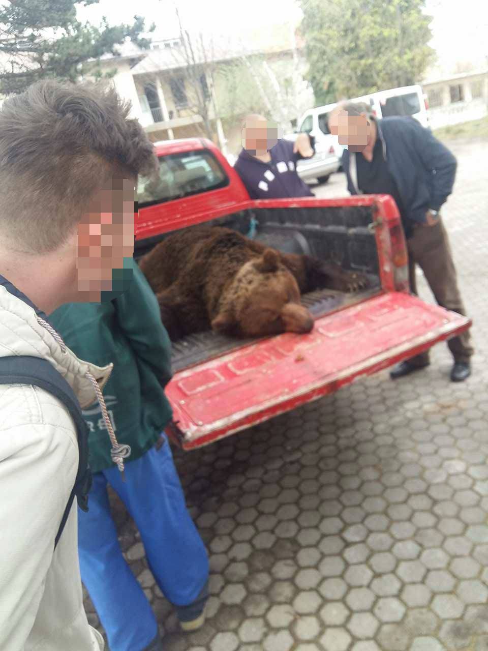 Zaustavite ubijanje: Medvjedi u Hrvatskoj su pred istrebljenjem