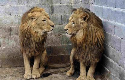U Srbiji zaplijenili tri lava pa ih prevezli u divljinu na jug Afrike