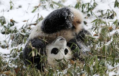 Panda Bao Bao uživao u zimskim radostima 