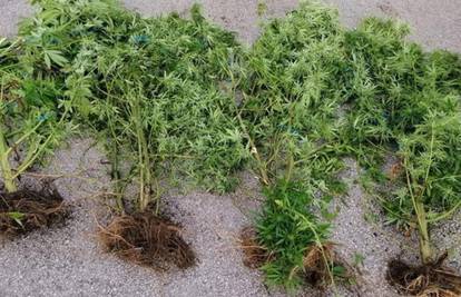 'Pao' brački diler: Pronašli mu i oduzeli 16 stabljika marihuane
