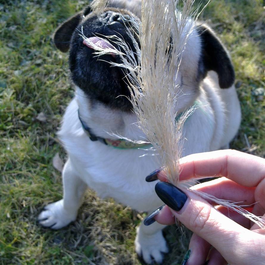 24ljubimci/Fotografije čitatelja