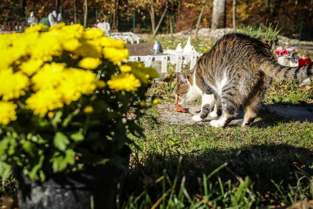 Zagreb: Groblje kućnih ljubimaca u Dumovcu obišao je jedino jedan mačak