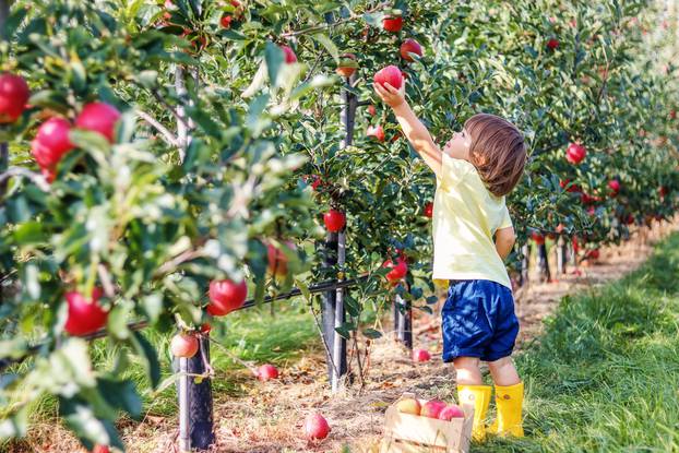 Little,Toddler,Boy,Picking,Up,Red,Apples,In,Apple,Garden.