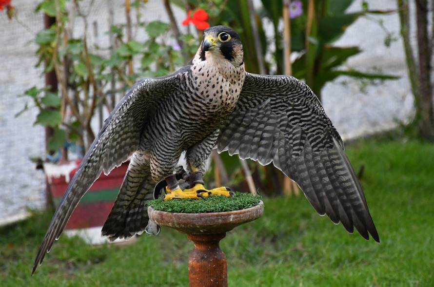 Sokolar Stjepan Alaber iz Zagrađa pokraj Pleternice