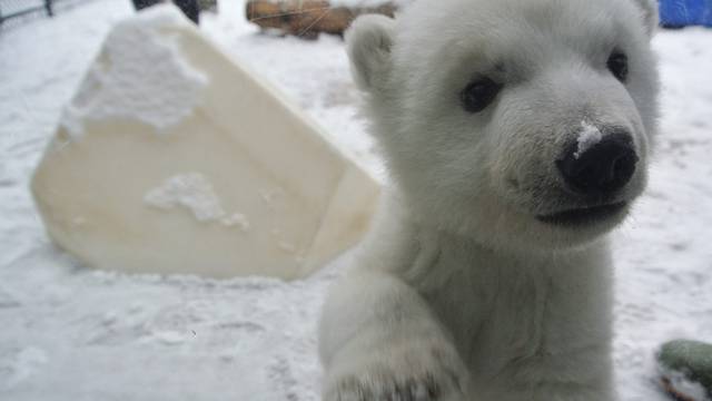Polarni medvjedić koji prvi put vidi snijeg rastopit će vam srce