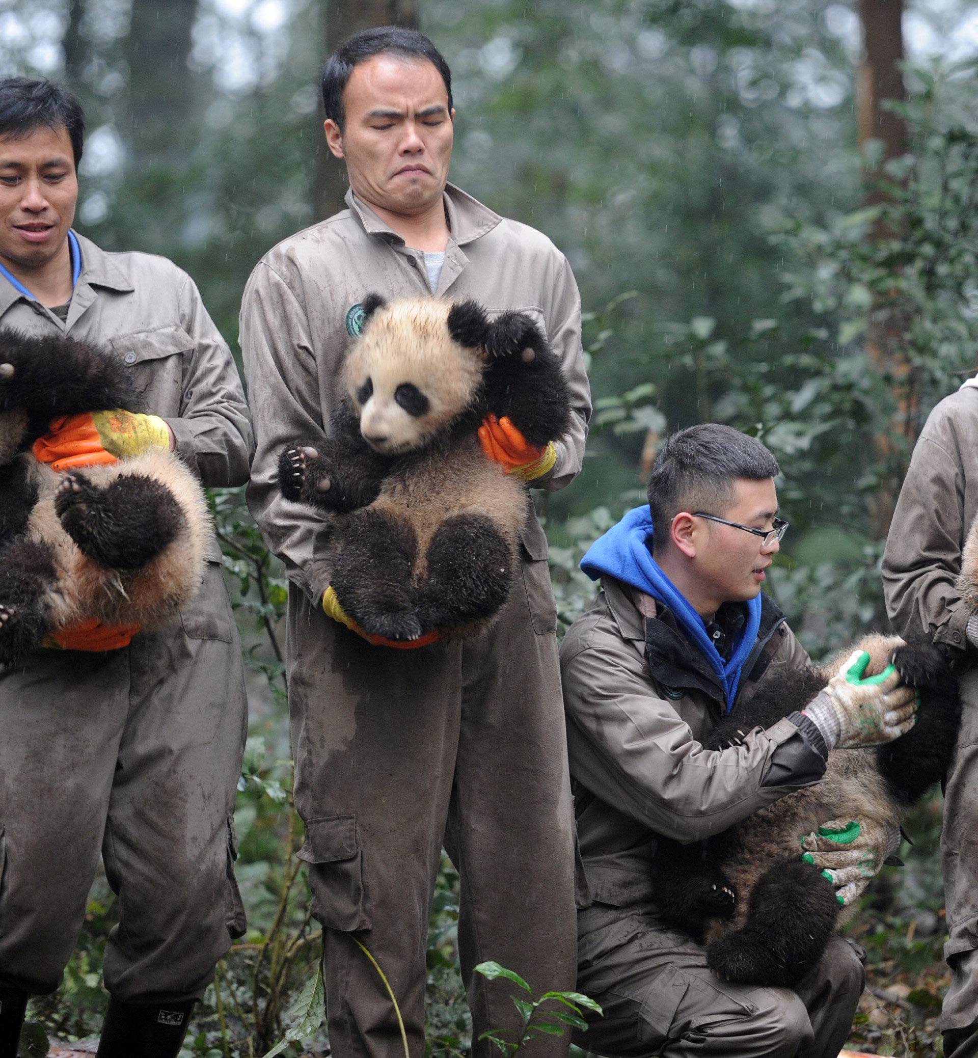 Researchers hold giant panda cubs during an event to celebrate China's Lunar New Year in a research base in Ya'an
