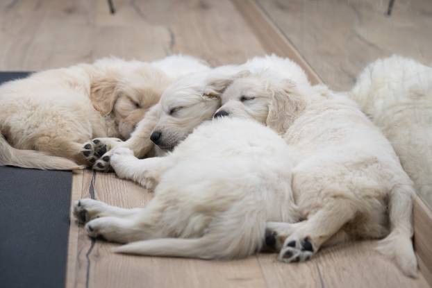 24SATA Paw Yoga, inovativni koncept joge koji je stigao u Hrvatsku