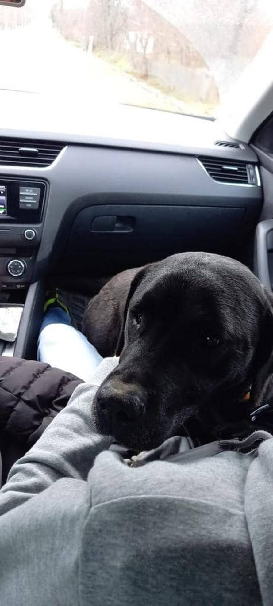 I ljubimci stradali u potresu sada trebaju krov nad glavom