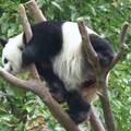VIDEO Ima 160 kila, a klizi po granama kao od šale: Divovska panda atrakcija je za turiste