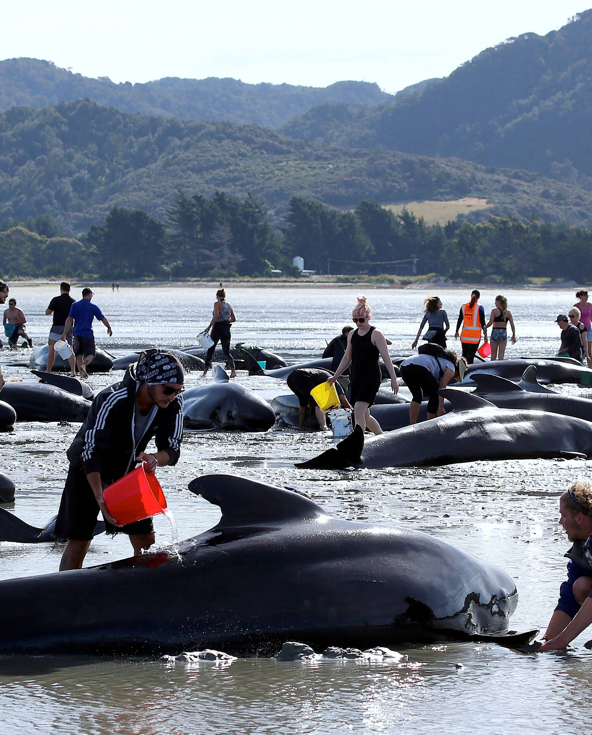 Volunteers try to assist some more stranded pilot whales that came to shore in the afternoon after one of the country's largest recorded mass whale strandings, in Golden Bay, at the top of New Zealand's South Island