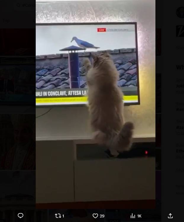 FOTO Internet pun memova zbog konklave. Ovo su najbolje fore! Galeb je postao faca...