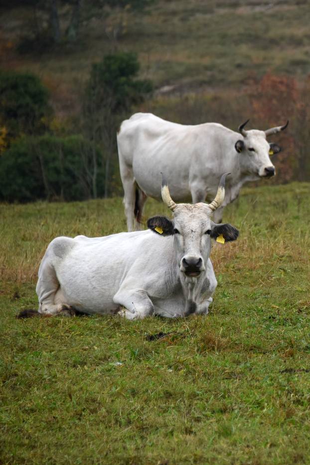 Vodice: Jesenja mističnost Ćićarije