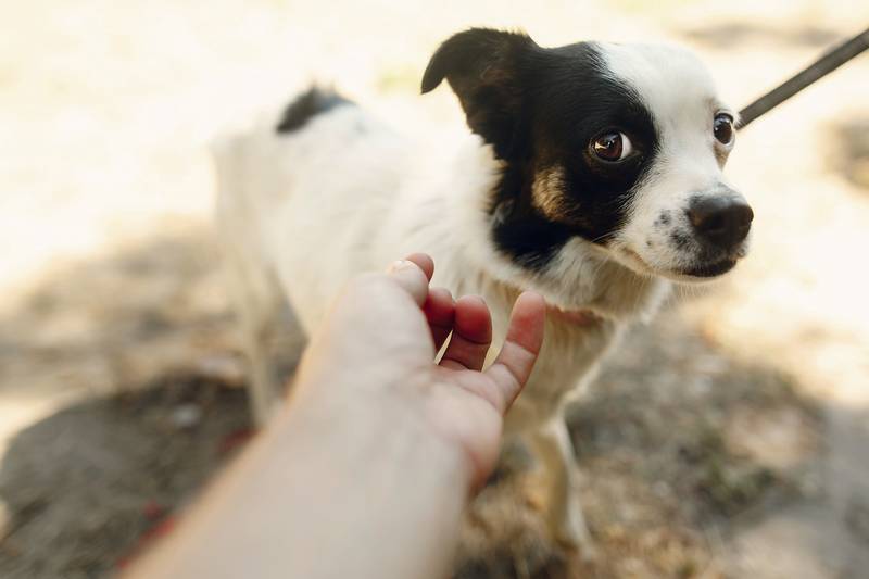 hand of man caress little scared dog from shelter posing outside