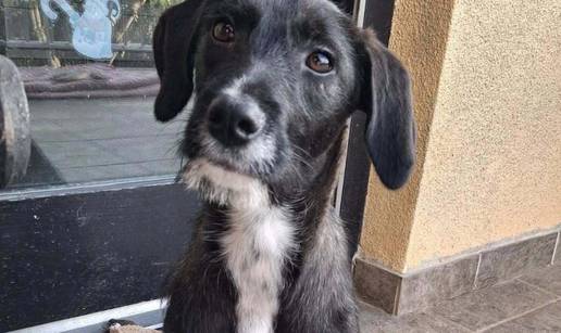 Mila tra&zcaron;i svoj zauvijek dom!