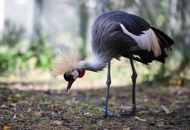 Zagrebački krunati ždralovi predstavljeni javnosti 