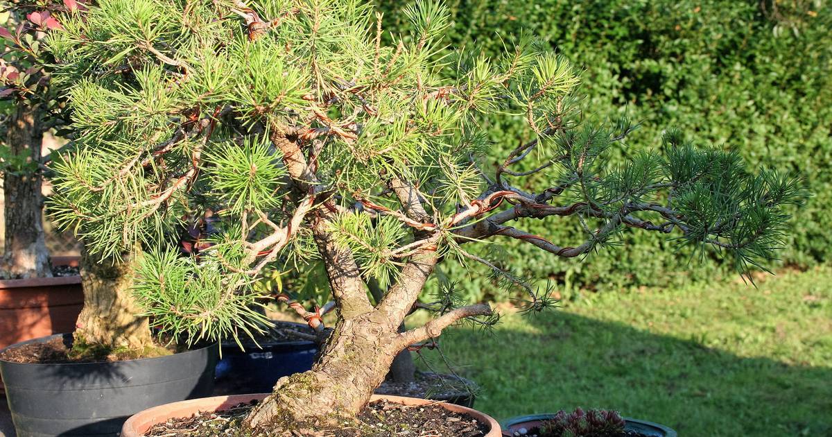 Protestant behind stack Jedini u Europi uzgajaju mini bonsai drvca od domaćih vrsta | 24sata