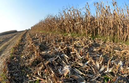 EU očekuje znatno slabiji urod kukuruza i suncokreta u Ukrajini