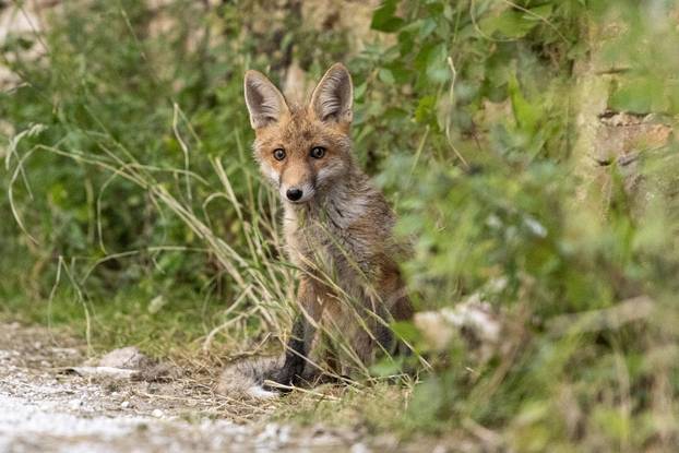 Lisica pronašla dom u blizini Pulskog kaštela