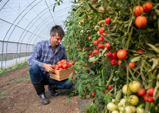 Farmer harvesting tomatoes in greenhouse during afternoon
