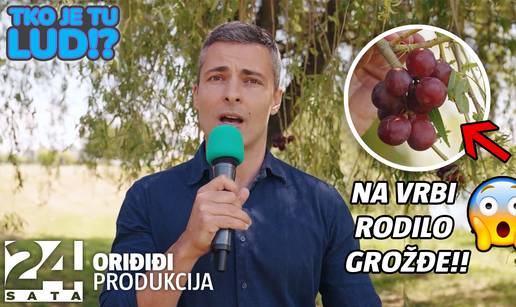 Potreseni stanovnici sela Donja Gemiština: U showu 'Tko je tu lud!?' na vrbi je rodilo grožđe