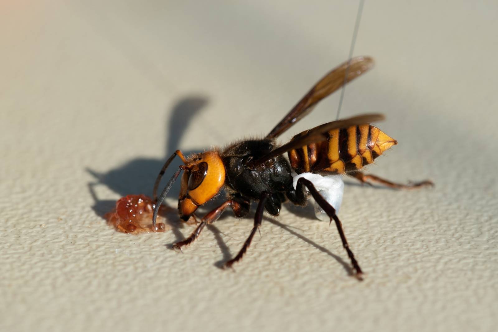 A radio tracking device fitted by Washington State Department of Agriculture (WSDA) entomologists is seen on an Asian giant hornet near Blaine