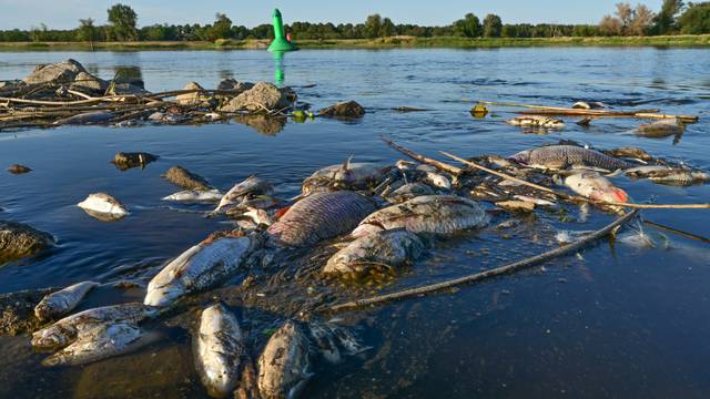 Environmental disaster on the Oder River