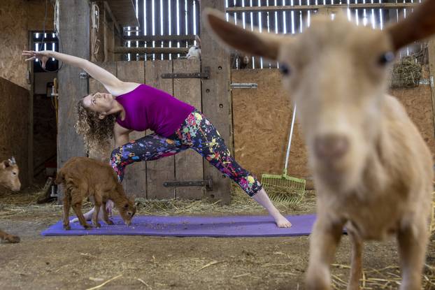 Joga s kozama na farmi Abbey u Moorsu sjevernog Yorkshirea