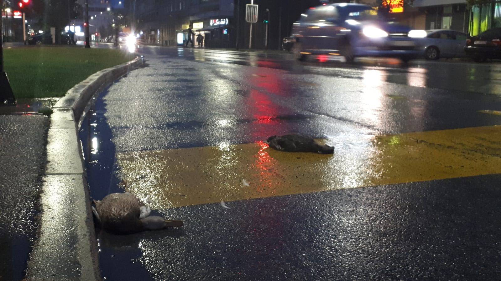 Patke kamikaze: Nitko ih nije bacio, išle su iz gnijezda u vodu