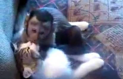 Pohotni majmun zaskočio mačku i strasno je ljubio 