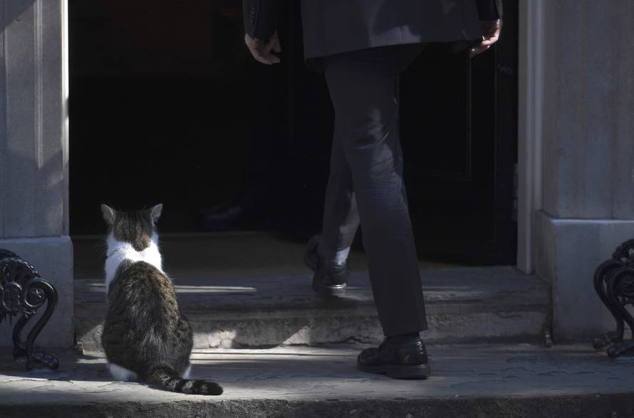 Larry the cat sits on the front doorstep of Number 10 during a cabinet meeting in Downing Street in London, Britain