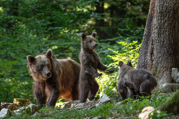Brown,Bears,In,The,Slovenia,Wood.,Female,Of,Brown,Bear
