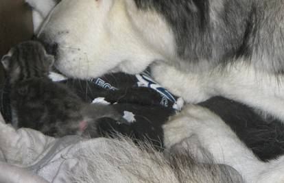 Aljaški malamut čuva u svojoj kućici mačku i njezine mačiće