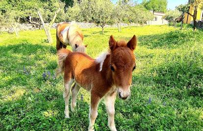 Beba poni u Istri čeka ime: Star je desetak dana i presladak je