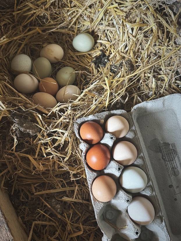 FOTO Farma blizu Splita na kojoj možete ručati među knjigama i družiti se sa životinjama