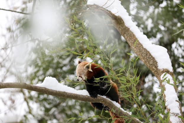 Zagreb: Snježno prijepodne u zoološkom vrtu
