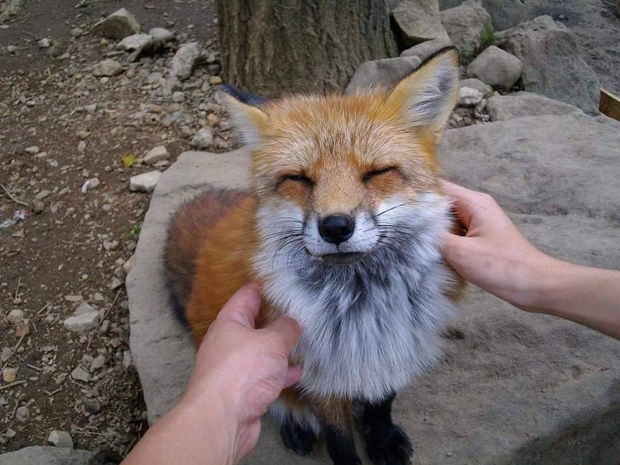 Ovo je najslađe selo na svijetu: Tamo žive lisice i vole češkanje