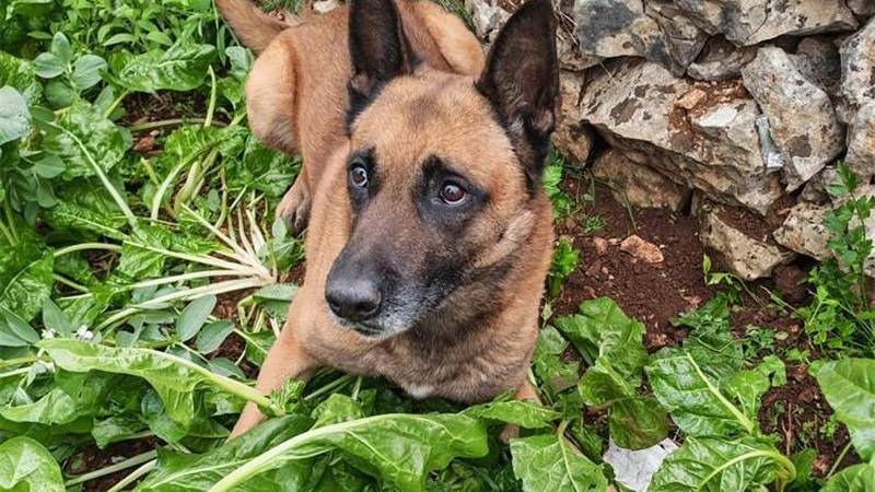 VIDEO Policijski pas nanjušio drogu među povrćem u Trogiru